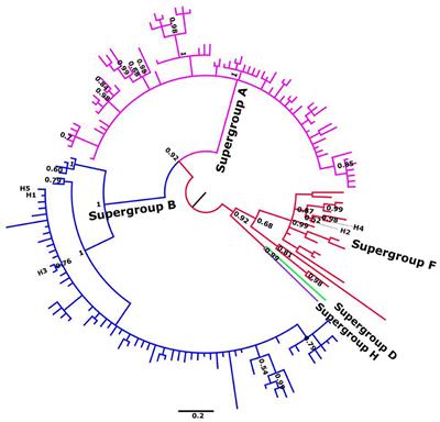 Chorthippus parallelus and Wolbachia: Overlapping Orthopteroid and Bacterial Hybrid Zones